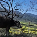 黄山旅游 缩略图 5