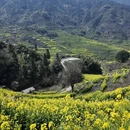黄山旅游 缩略图 4