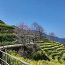 黄山旅游 缩略图 6