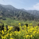 黄山旅游 缩略图 1