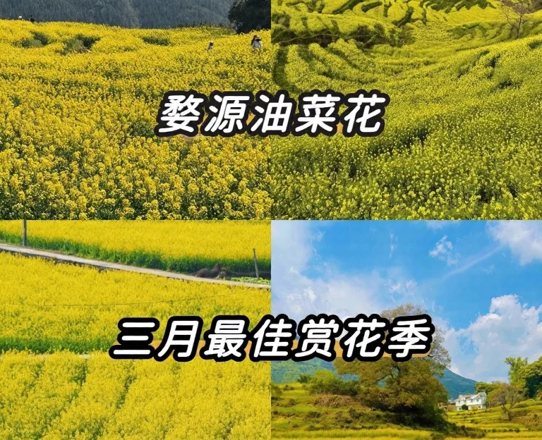黄山旅游 1