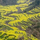 黄山旅游 缩略图 1