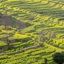 黄山旅游 缩略图 6