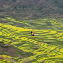黄山旅游 缩略图 4