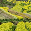 黄山旅游 缩略图 8