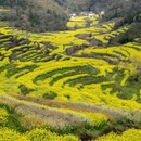 黄山旅游 缩略图 7