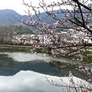 黄山旅游 缩略图 6