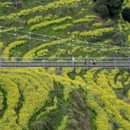 黄山旅游 缩略图 5
