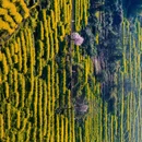 黄山旅游 缩略图 1