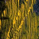 黄山旅游 缩略图 3