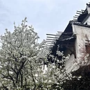 黄山旅游 缩略图 10