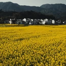 黄山旅游 缩略图 10