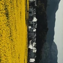 黄山旅游 缩略图 9