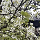 黄山旅游 缩略图 11