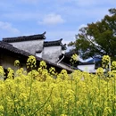 黄山旅游 缩略图 15