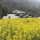 黄山旅游 缩略图 15