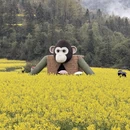 黄山旅游 缩略图 11