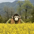 黄山旅游 缩略图 7