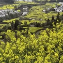 黄山旅游 缩略图 6