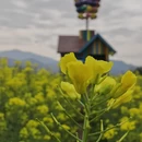 黄山旅游 缩略图 9