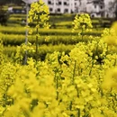 黄山旅游 缩略图 8