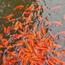 黄山旅游 缩略图 4