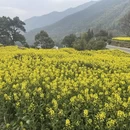 黄山旅游 缩略图 4