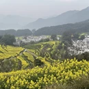 黄山旅游 缩略图 3