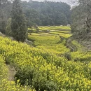 黄山旅游 缩略图 11