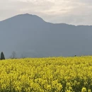 黄山旅游 缩略图 10
