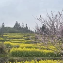 黄山旅游 缩略图 13