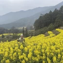黄山旅游 缩略图 8