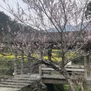 黄山旅游 缩略图 14