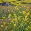 黄山旅游 缩略图 9
