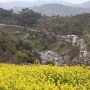 黄山旅游 缩略图 7