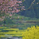 黄山旅游 缩略图 3
