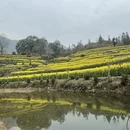 黄山旅游 缩略图 15