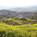 黄山旅游 缩略图 6
