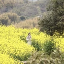 黄山旅游 缩略图 5