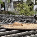 黄山旅游 缩略图 10