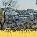 黄山旅游 缩略图 4