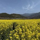 黄山旅游 缩略图 2