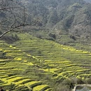 黄山旅游 缩略图 5