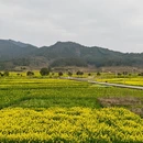 黄山旅游 缩略图 6