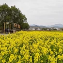 黄山旅游 缩略图 5