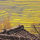 黄山旅游 缩略图 7