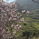 黄山旅游 缩略图 6