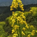 黄山旅游 缩略图 5