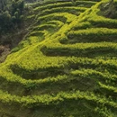 黄山旅游 缩略图 2