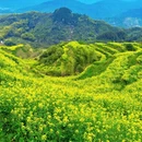 黄山旅游 缩略图 3